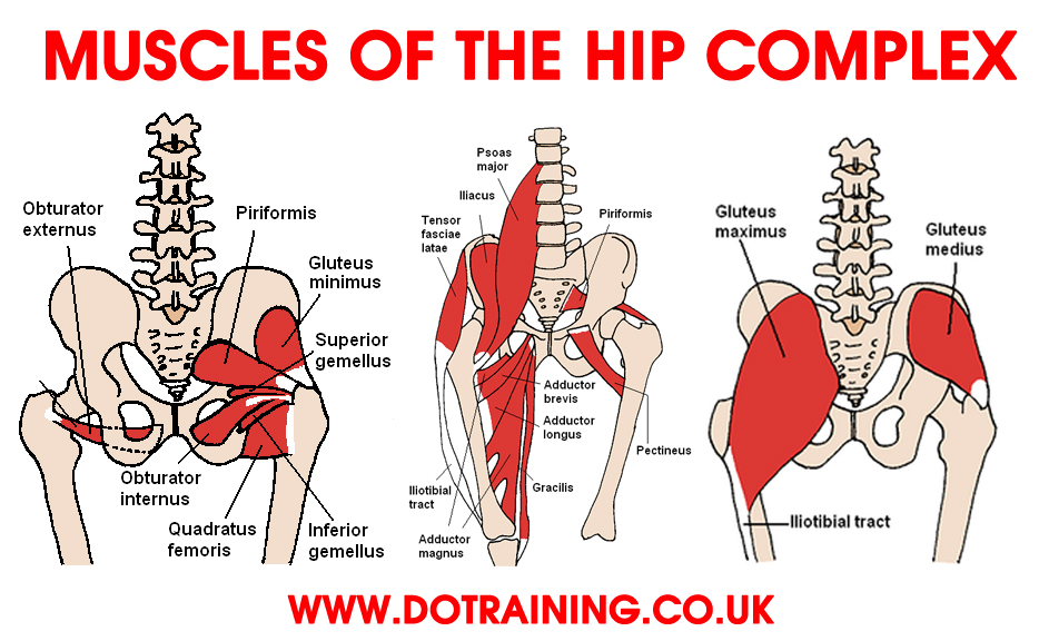 Diagram Of Hip.and Back.muscles - Myofascial Pain In Buttock Muscles Insync Physiotherapy